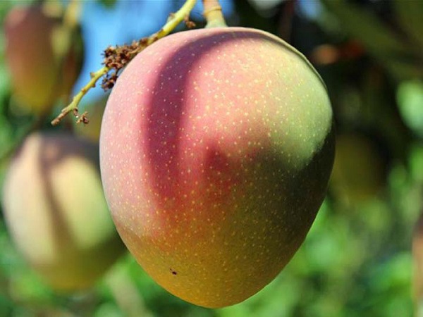 Xoài úc có thân to tròn và phần vỏ ngả đỏ