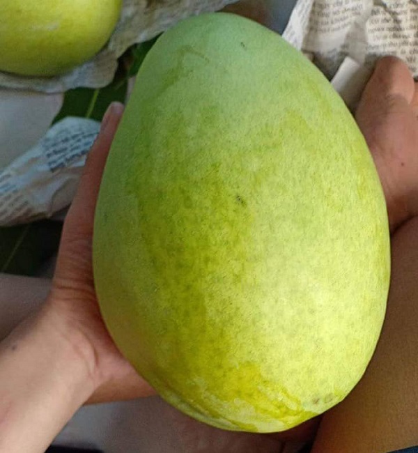 Xoài tứ quý có vị ngọt khi khá giòn