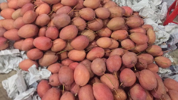 Xoài Đài Loan có hương vị thơm ngon dù là khi ăn xanh hay chín