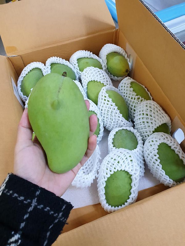 Xoài Thái có đặc điểm là thịt dày, hạt lép, giòn và ngọt