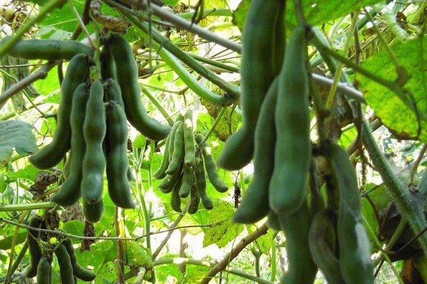 Trồng đậu mèo giúp giữ ẩm đất và hạn chế có dại