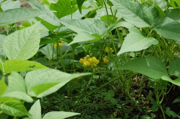 Đậu nho nhe hỗ trợ tăng hàm lương dinh dưỡng trong đất