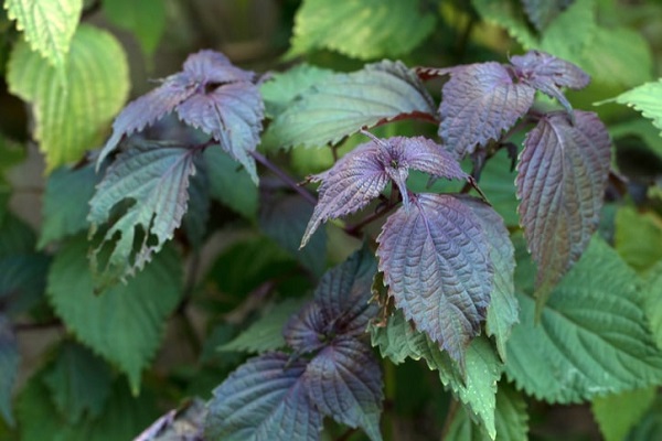 Lá tía tô khi đắp lên vết thương sẽ giúp cầm máu nhanh chóng