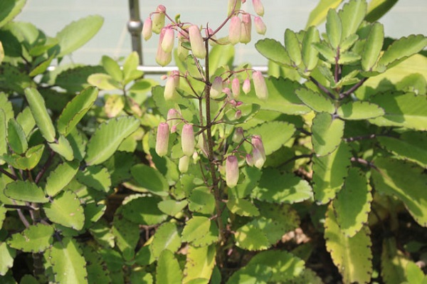 Cây bỏng cũng được sử dụng để cầm máu vết thương hở