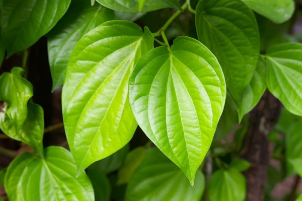 Trong dân gian, nhiều người sử dụng lá trầu không để cầm máu