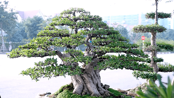 Nói đến cây cảnh có giá trị kinh tế cao thì không thể kể thiếu cây mai chiếu thuỷ