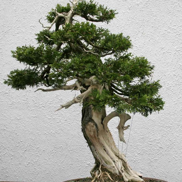 Người sở hữu cây tùng đẹp có thể bán ra với giá rất cao