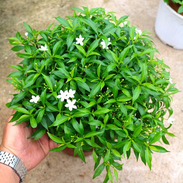 Mai tiểu thư cũng là cây cảnh có màu trắng được nhiều người yêu thích