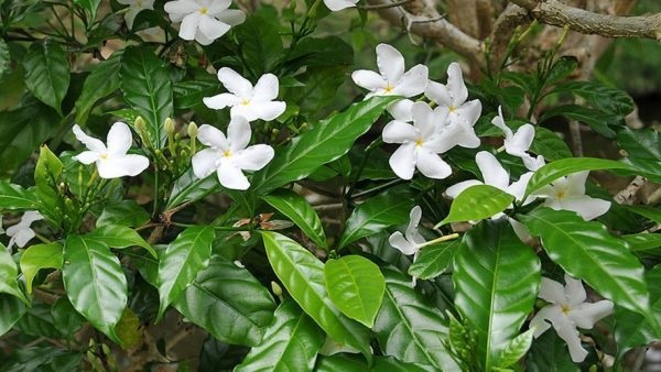 Nói đến cây có hoa màu trắng thì không thể kể thiếu hoa ngọc bút