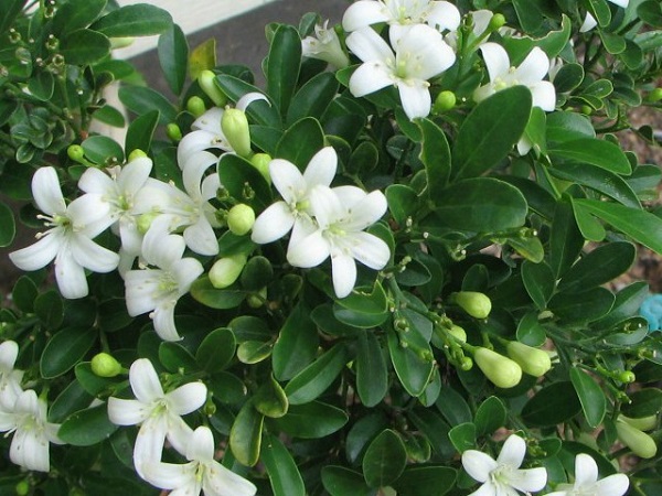 Hoa nguyệt quế có màu trắng kích thước nhỏ xinh