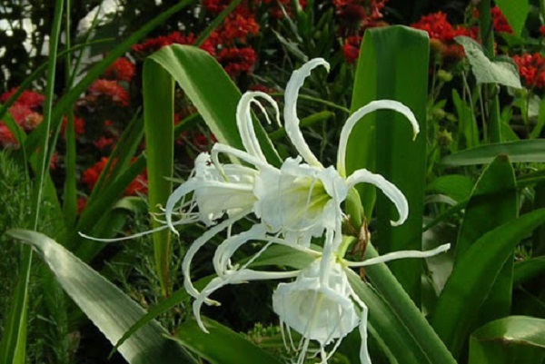 Nói đến cây cảnh có khả năng chống chịu tốt khi trồng ngoài trời thì đó là cây bạch trinh biển