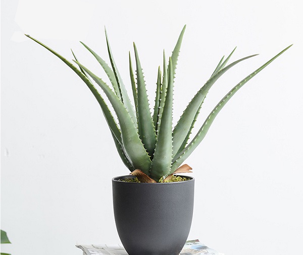 Lô hội có thân mọng nước nên chịu được điều kiện khô nóng, không cần chăm sóc nhiều