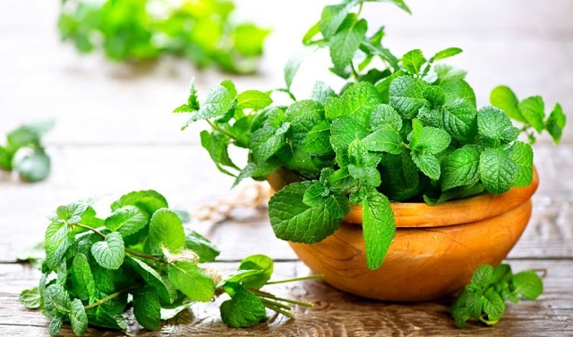 Trồng cây bạc hà trong nhà cũng là cách để đuổi muỗi hiệu quả nhất