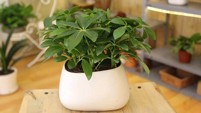 Hương thơm từ cây ngũ gia bì có tác dụng đuổi muỗi