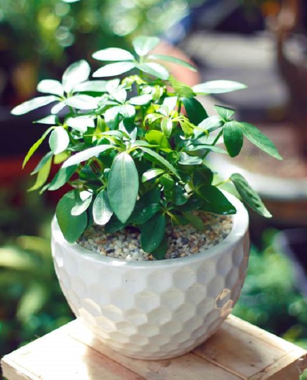 Ngũ gia bì thường được đặt để trang trí nội thất, tiền sảnh hay phòng khách, văn phòng làm việc…