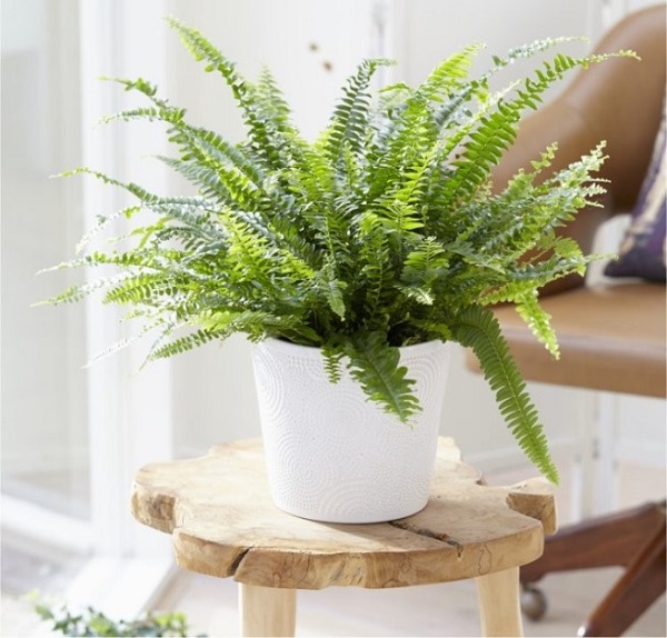 Dương xỉ là loại cây cảnh dễ trồng và có tác dụng lọc khí độc rất tốt