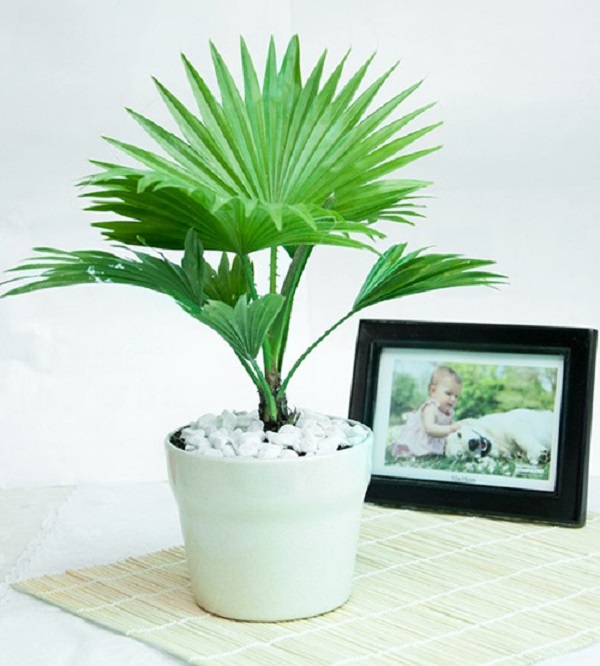 Trồng cây cọ cảnh trong nhà giống như bạn đang sử dụng một máy lọc không khí tự nhiên