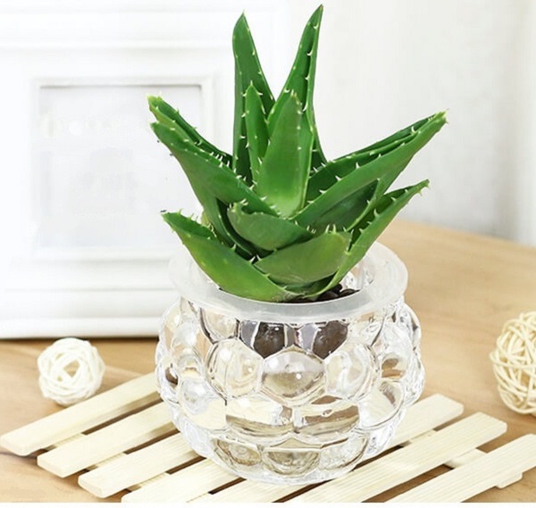 Lô hội có khả năng hút đi nhiều loại khí độc tồn tại trong môi trường