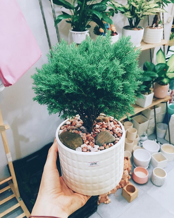 Cây tuyết tùng trồng được trong nhà vì cây không cần sống trong điều kiện nắng quá lớn