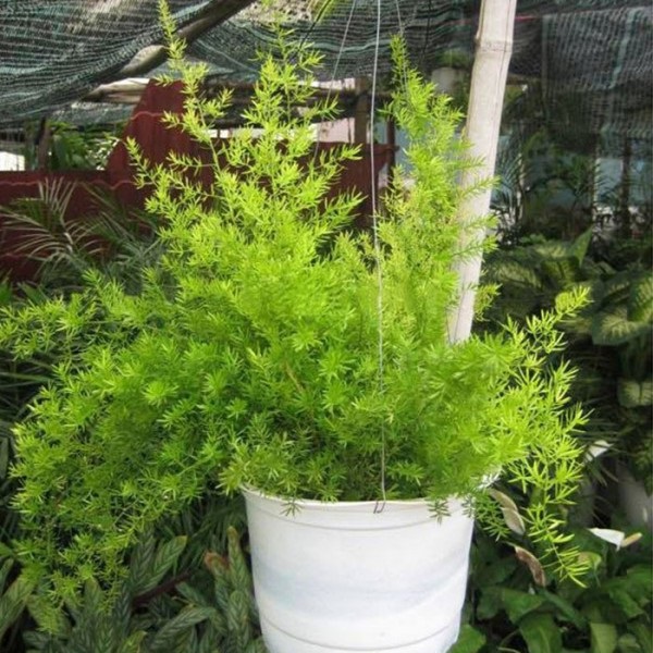 Loại cây cảnh này có khả năng chịu hạn rất tốt