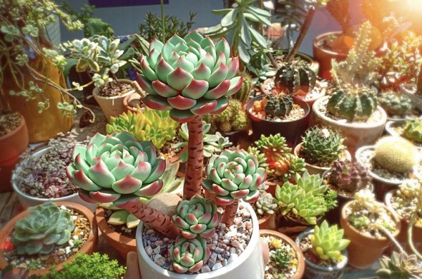 Sen đá có khả năng tích nước bên trong lá nên chịu hạn rất tốt