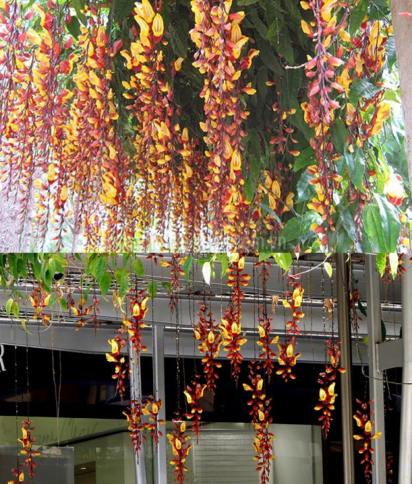 Hoa móng cọp vàng sinh trưởng và phát triển tốt trong điều kiện nắng nóng