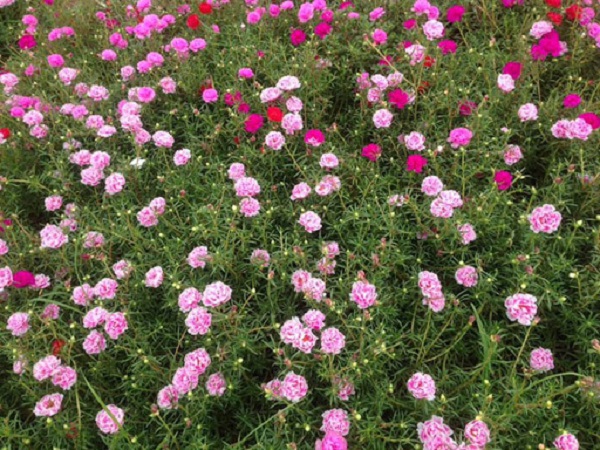 Cây hoa mười giờ nhỏ bé nhưng có thể phát triển tốt trong môi trường nắng nóng