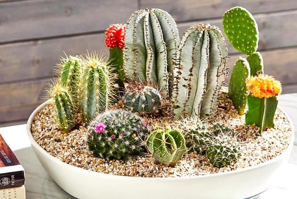 Loại cây chịu nắng nóng khô hạn tốt không thể kể thiếu là cây sương rồng