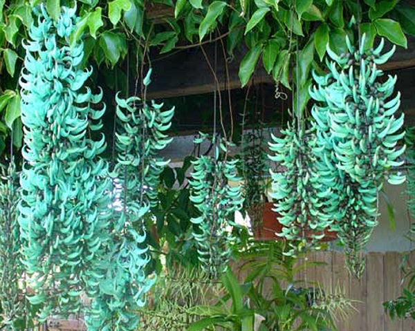 Hoa móng cọp xanh có khả năng chịu nắng nóng rất tốt