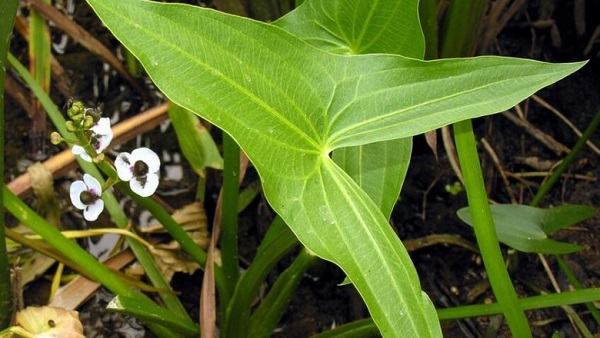 Không thể phủ nhận khả năng lọc nước hiệu quả mà cây rau mác mang lại