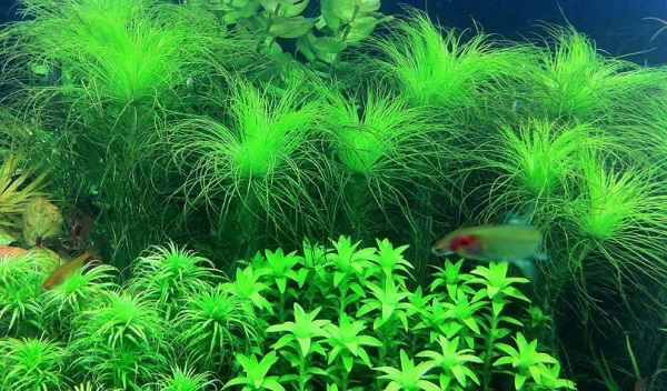 Sử dụng cỏ đuôi ngựa để lọc nước cũng là một phương pháp được áp dụng phổ biến