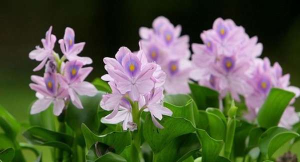 Bèo tây là loại cây thuỷ sinh có khả năng lọc nước hiệu quả