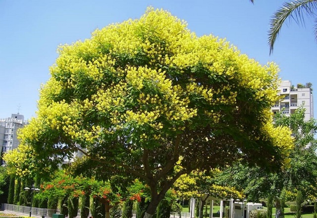 Lim xẹt ra hoa đẹp, cây vững chắc nên được chọn làm cây xanh công trình