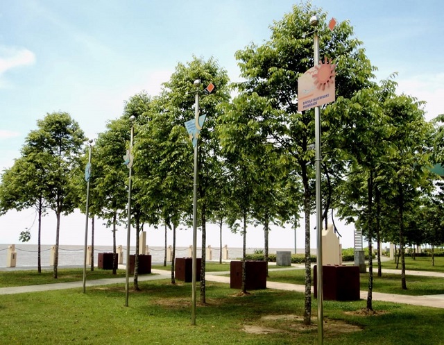 Sao đen cũng là loại cây công trình được trồng phổ biến