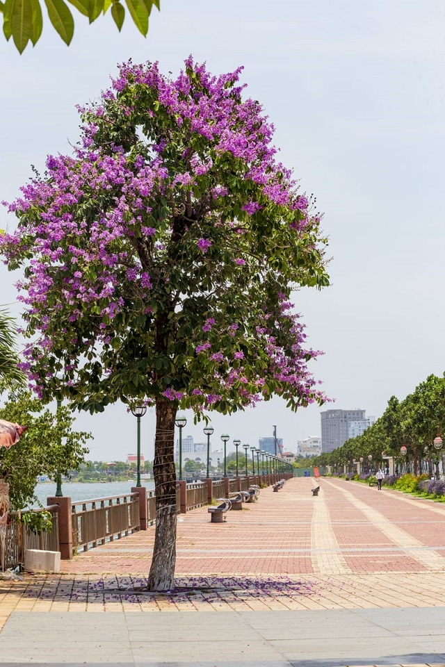 Muồng tím là loại cây bóng mát được trồng nhiều ở các công trình