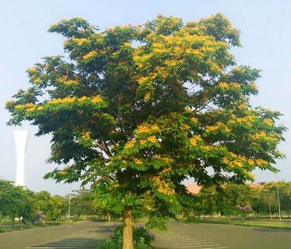 Giáng Hương được trồng nhiều ở khu đô thị, công viên…