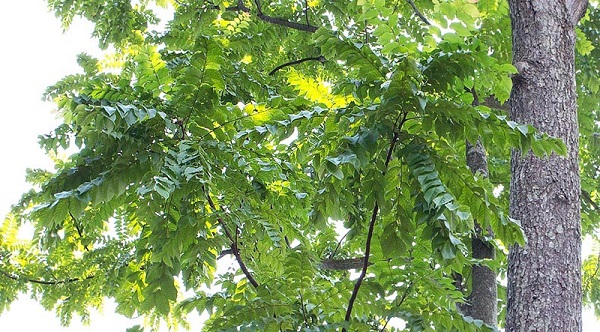 Cây Lát hoa cho gỗ ứng dụng vào nhiều lĩnh vực