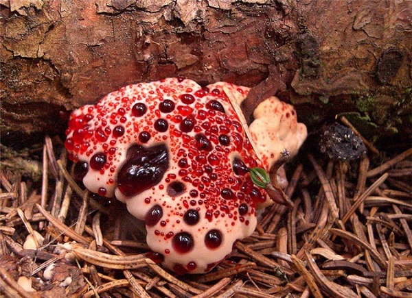 Nấm răng chảy máu có mùi rất khó chịu