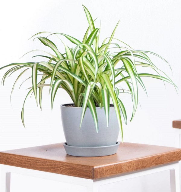 Cây dây nhện trồng trong nhà vệ sinh mang đến không khí trong lành