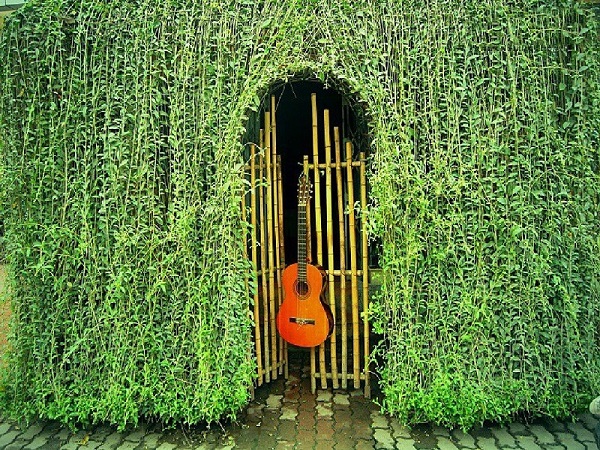 Cúc tần Ấn Độ được xem là một trong những loại cây thích hợp để trồng chống nắng cho mái vòm, ban công