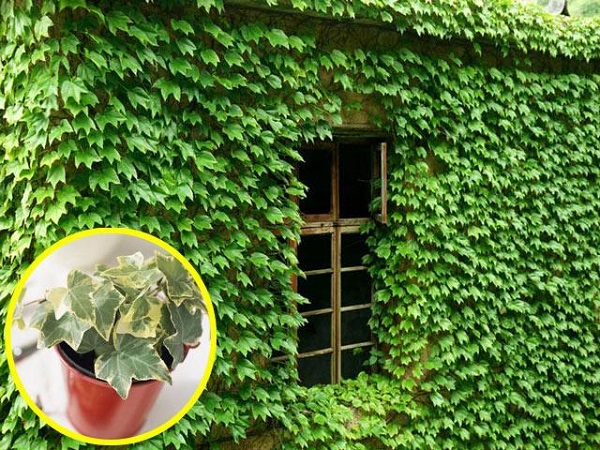 Cây thường xuân làm giàn leo chống nắng có vẻ đẹp tươi mát