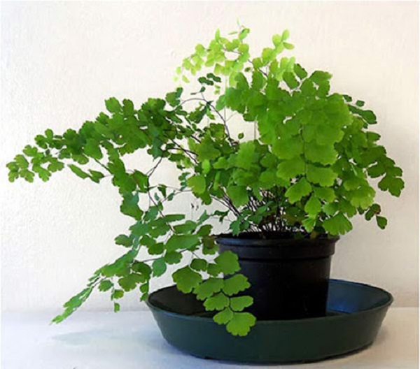 Loại cây này dễ trồng và yêu cầu chăm sóc khá đơn giản