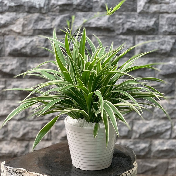 Cây dây nhện không cần mất công sức chăm bón mà vẫn sinh trưởng tốt