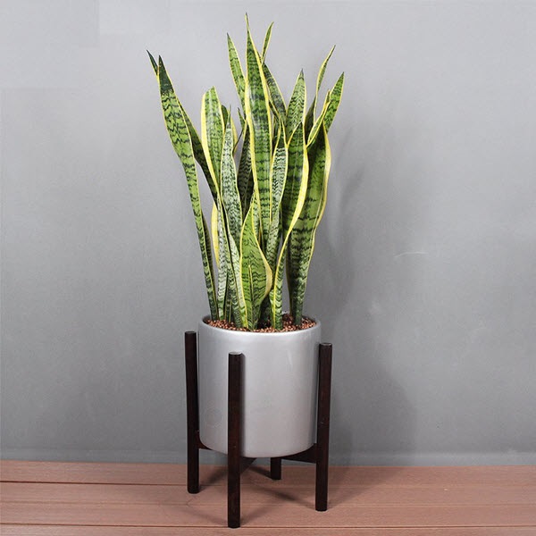 Cây lưỡi hổ có khả năng sinh trưởng tốt mà không cần tốn nhiều công sức chăm sóc