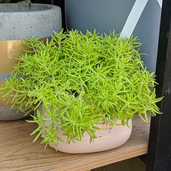 Sam Thái rất dễ chăm sóc và sinh trưởng mạnh mẽ