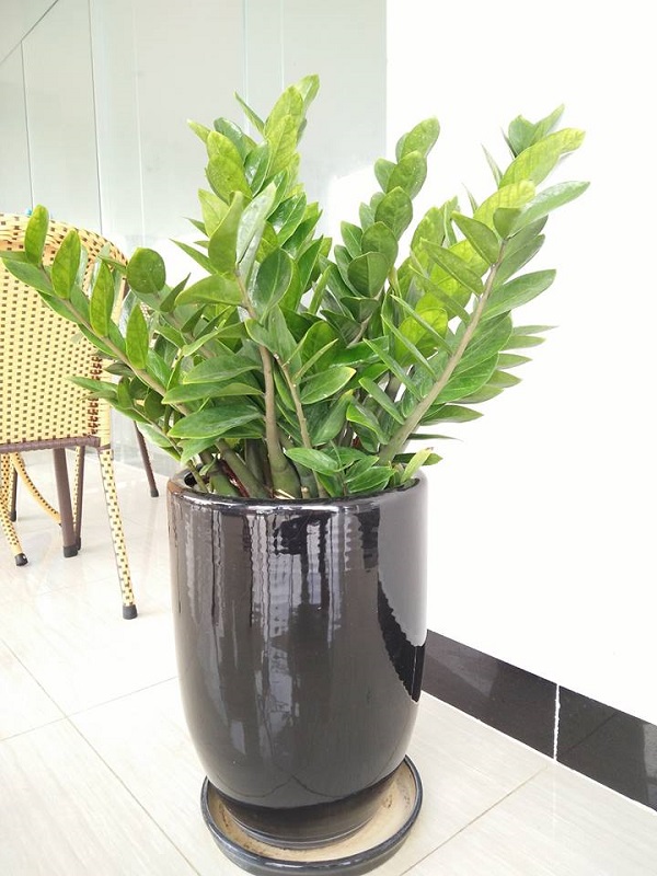 Cây kim tiền trồng dễ và cách chăm sóc rất đơn giản