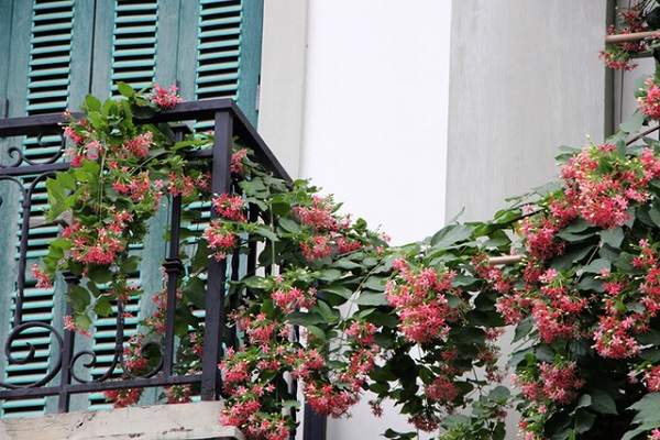 Hoa giun hay còn gọi là hoa sử quân tử có tên khoa học là Combretum indicum