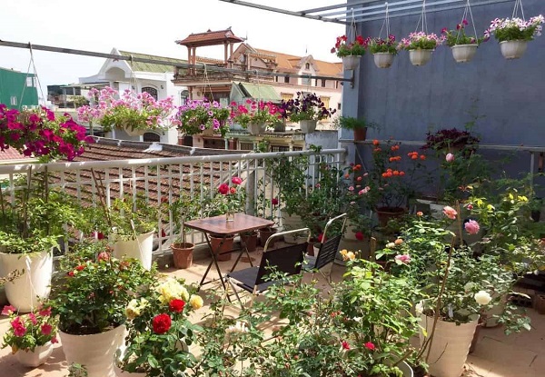 Những loại cây cảnh có hoa trồng trong chậu đặt trên sân thượng cũng là lựa chọn phù hợp
