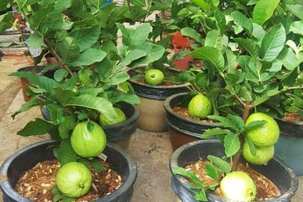 Bạn có thể nghĩ đến việc trồng cây ăn trái trong chậu trên sân thượng