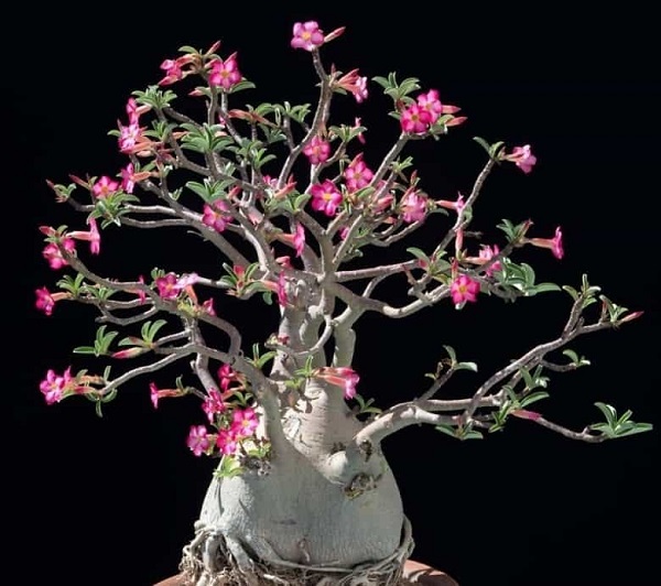 Bonsai là một trong những loại cây thích hợp trồng trên sân thượng